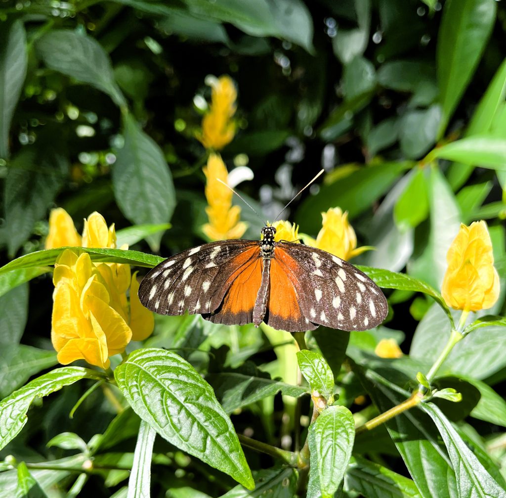 Flower & Butterfly House Palmengarten Frankfurt Germany Europe